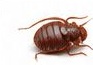 Bed Bugs