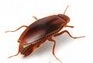Cockroaches