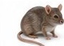 Rodents