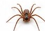 Spiders