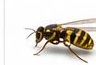 Wasps